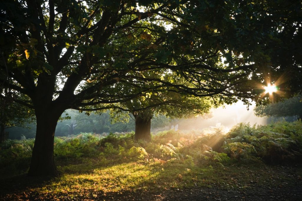 Sunlight through trees as a metaphor for hope after trauma.